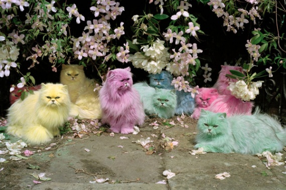Tim Walker's pastel cats from the 90s