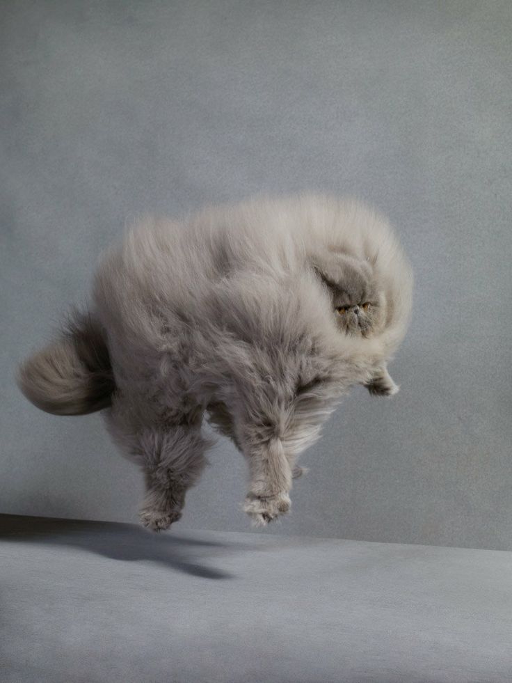 'Persian – Asbury Cat Show' Martha Stewart Living by Dan Burn-Forti